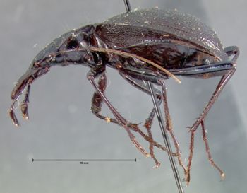 Media type: image;   Entomology 16430 Aspect: habitus lateral view